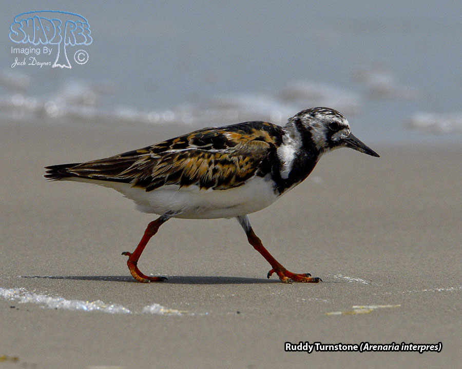 Ruddy Turnstone - Arenaria interpres