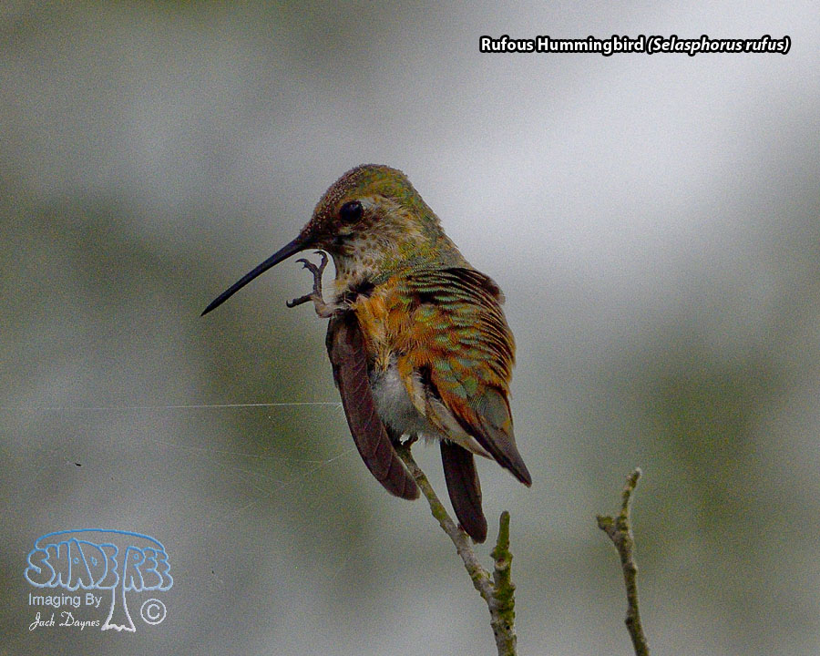 Rufous Hummingbird - Selasphorus rufus