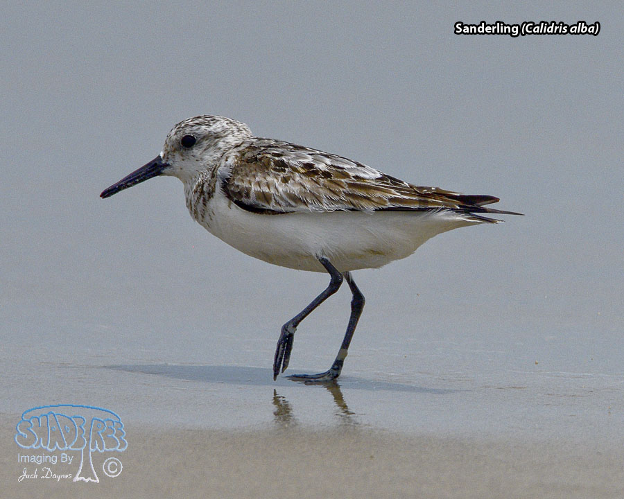 Sanderling - Calidris alba