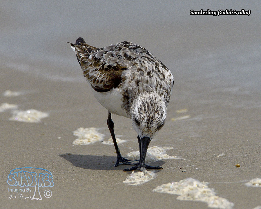 Sanderling - Calidris alba