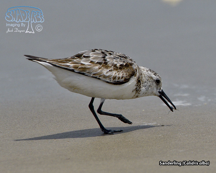 Sanderling - Calidris alba