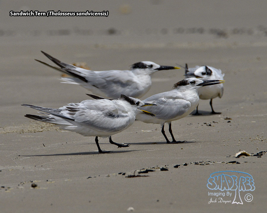 Sandwich Tern - Thalasseus sandvicensis