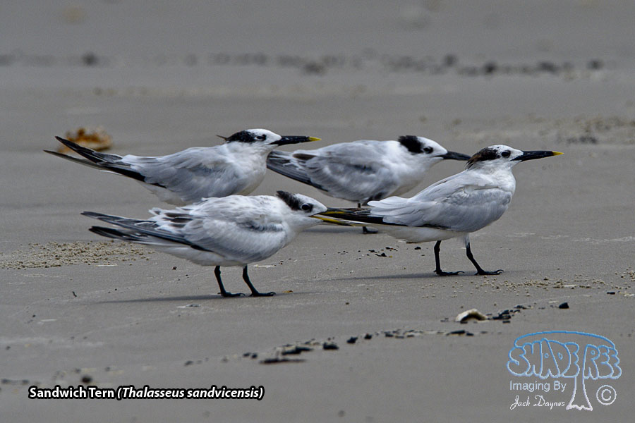 Sandwich Tern - Thalasseus sandvicensis