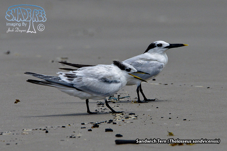 Sandwich Tern - Thalasseus sandvicensis
