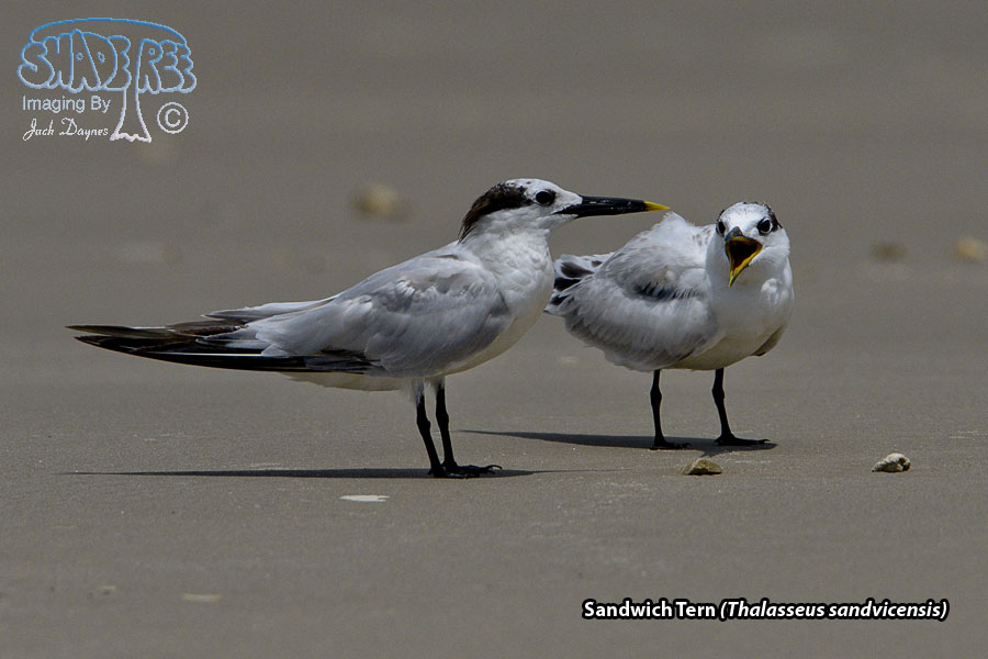 Sandwich Tern - Thalasseus sandvicensis