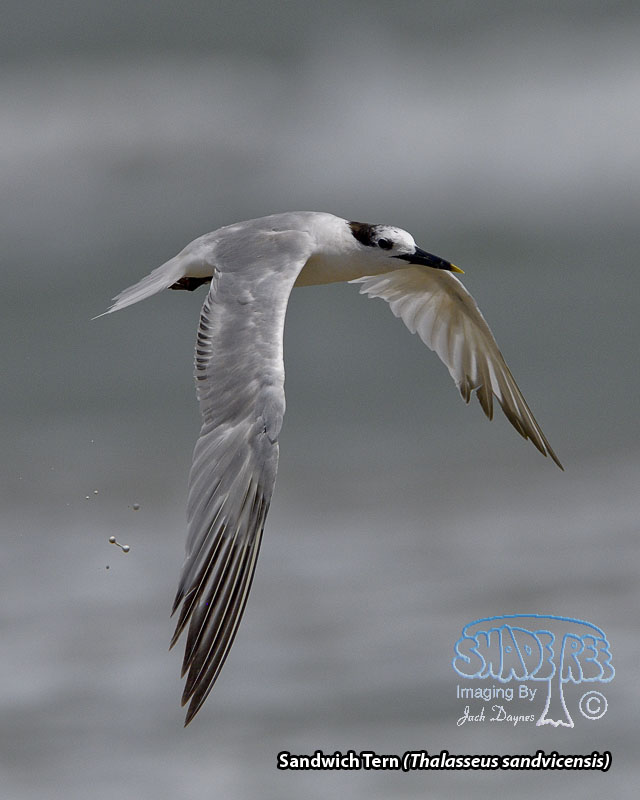 Sandwich Tern - Thalasseus sandvicensis
