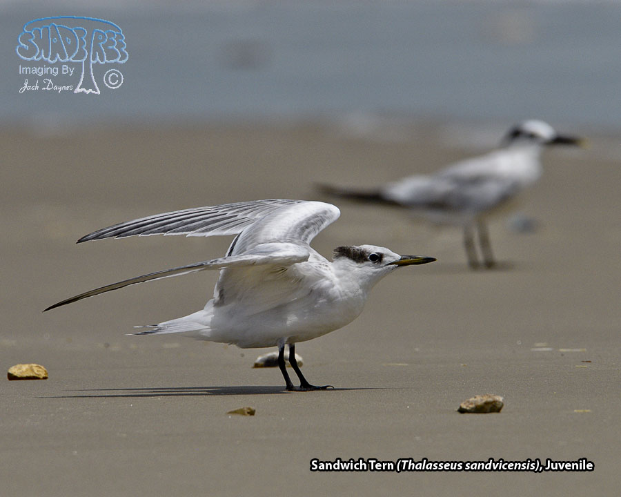 Sandwich Tern - Thalasseus sandvicensis