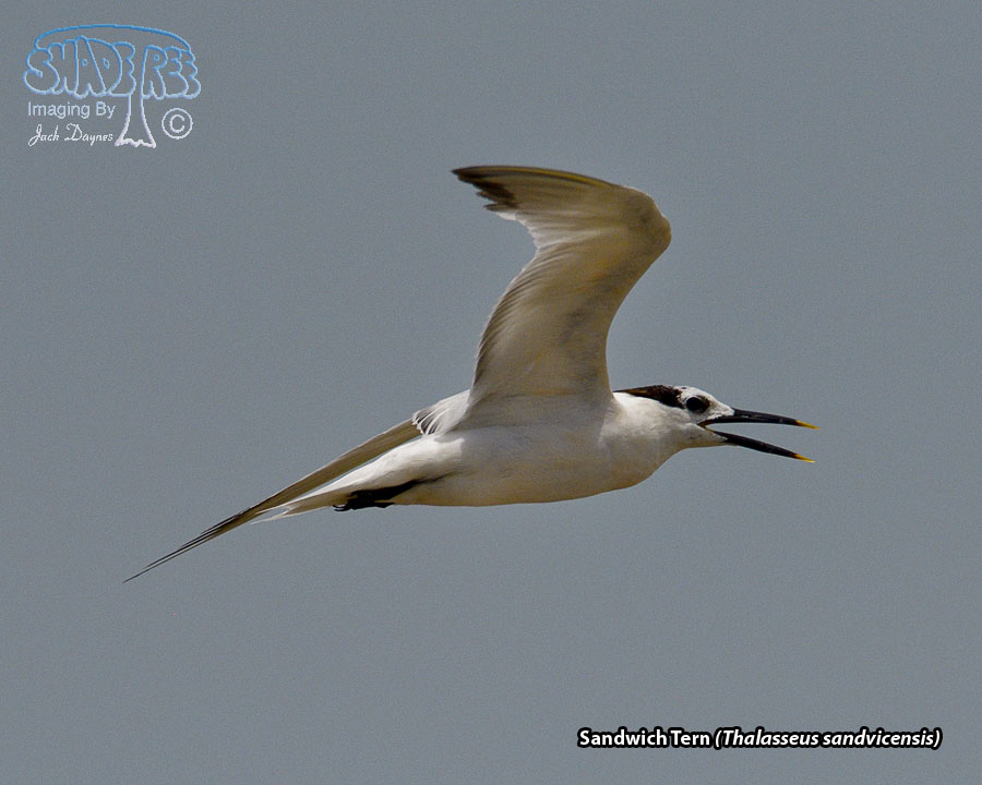 Sandwich Tern - Thalasseus sandvicensis