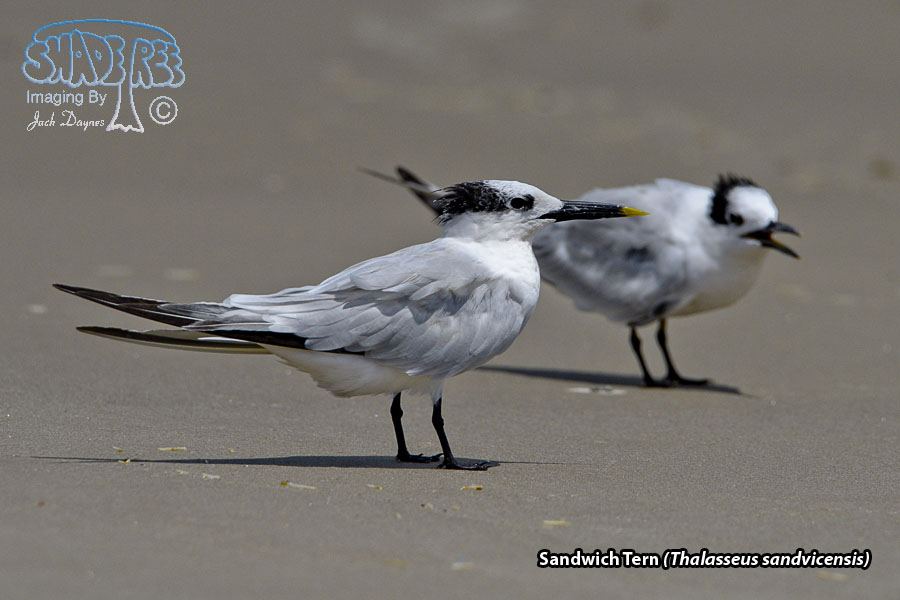 Sandwich Tern - Thalasseus sandvicensis