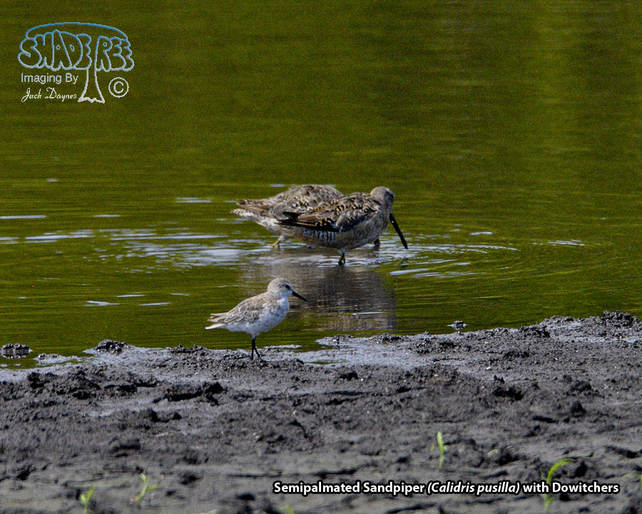Semipalmated Sandpiper - Calidris pusilla