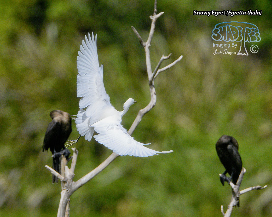 Snowy Egret - Egretta thula