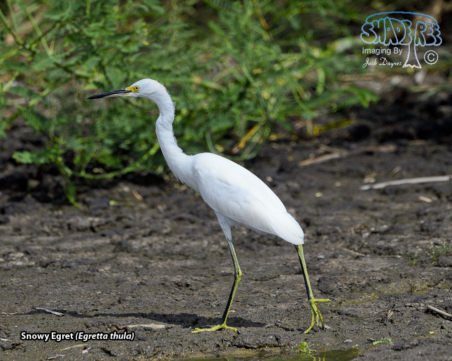 Snowy Egret - Egretta thula