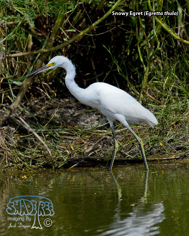 Snowy Egret - Egretta thula