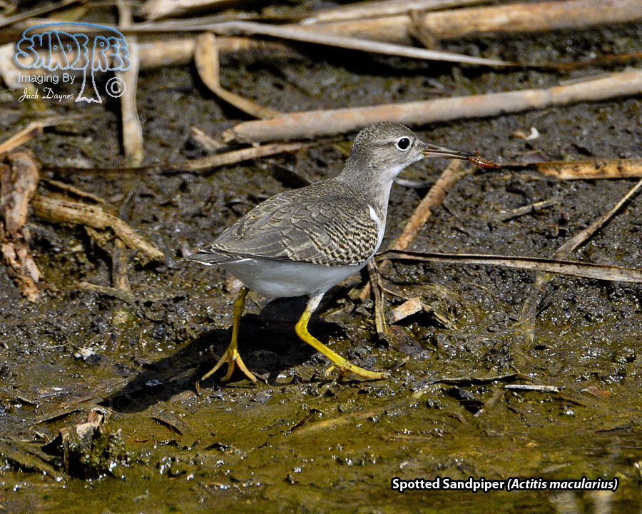 Spotted Sandpiper - Actitis macularius