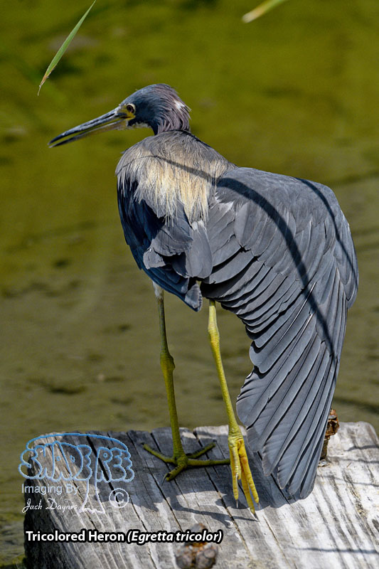 Tricolored Heron - Egretta tricolor