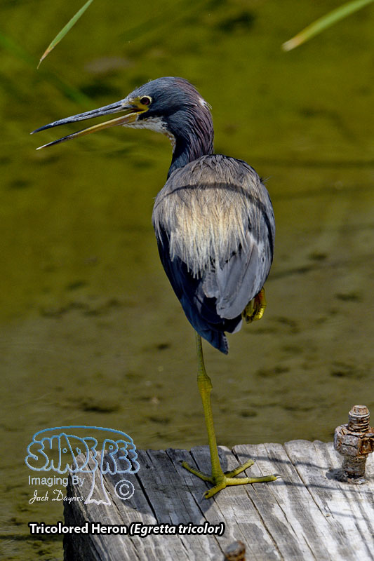 Tricolored Heron - Egretta tricolor