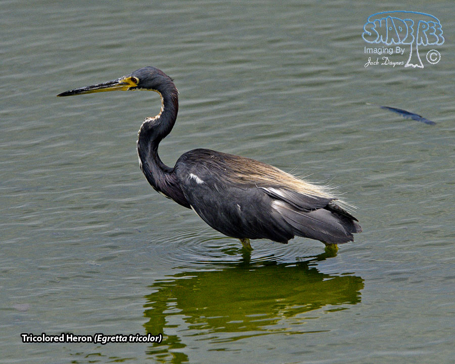 Tricolored Heron - Egretta tricolor