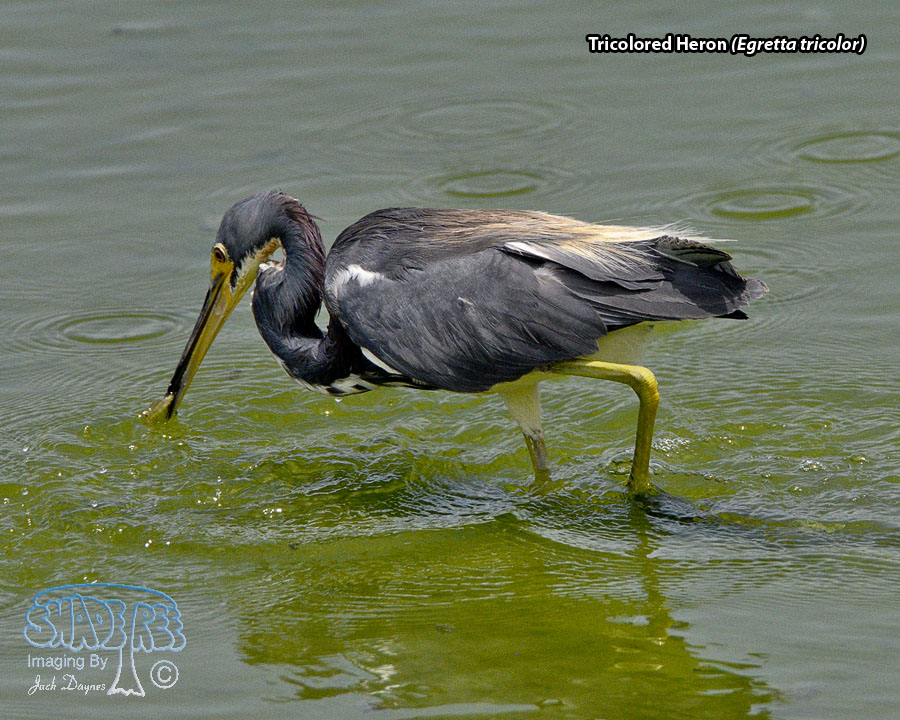Tricolored Heron - Egretta tricolor