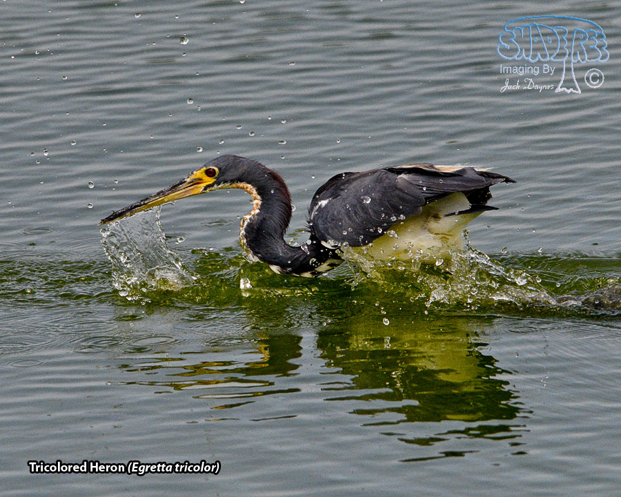 Tricolored Heron - Egretta tricolor
