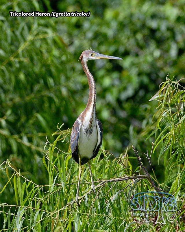 Tricolored Heron - Egretta tricolor