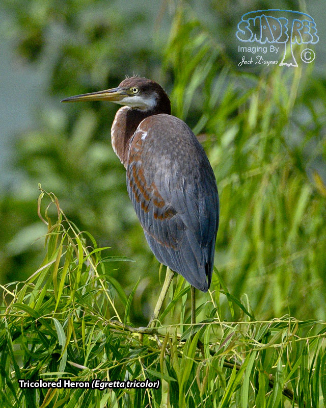 Tricolored Heron - Egretta tricolor