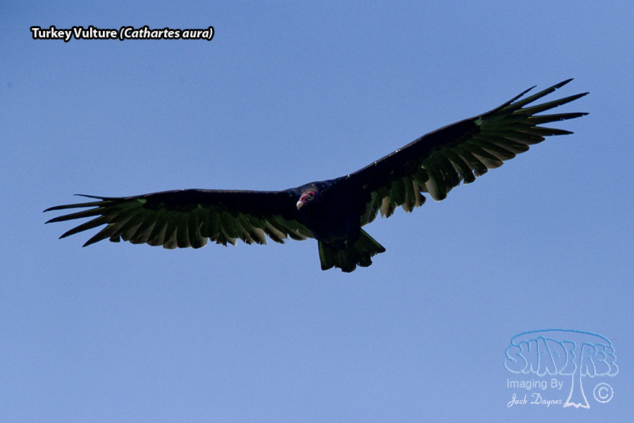 Turkey Vulture - Cathartes aura