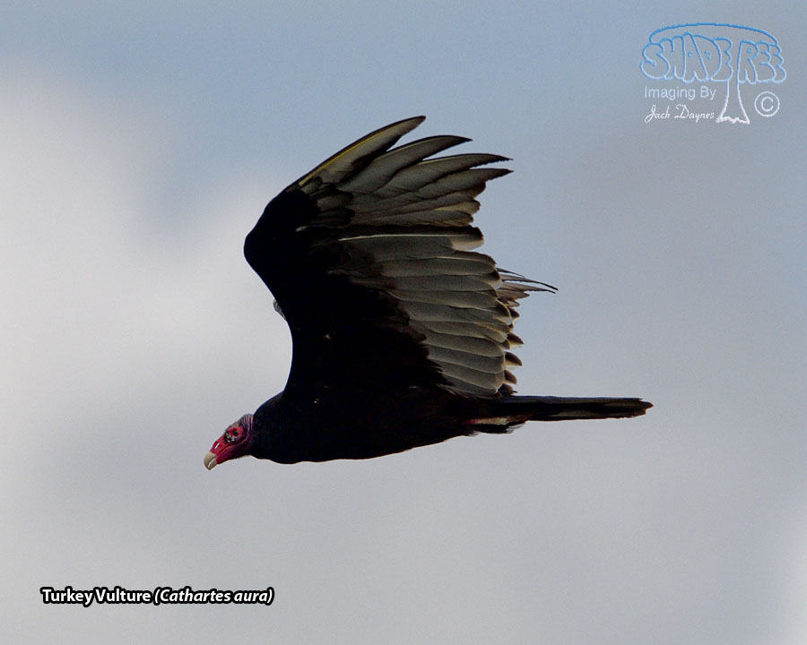 Turkey Vulture - Cathartes aura