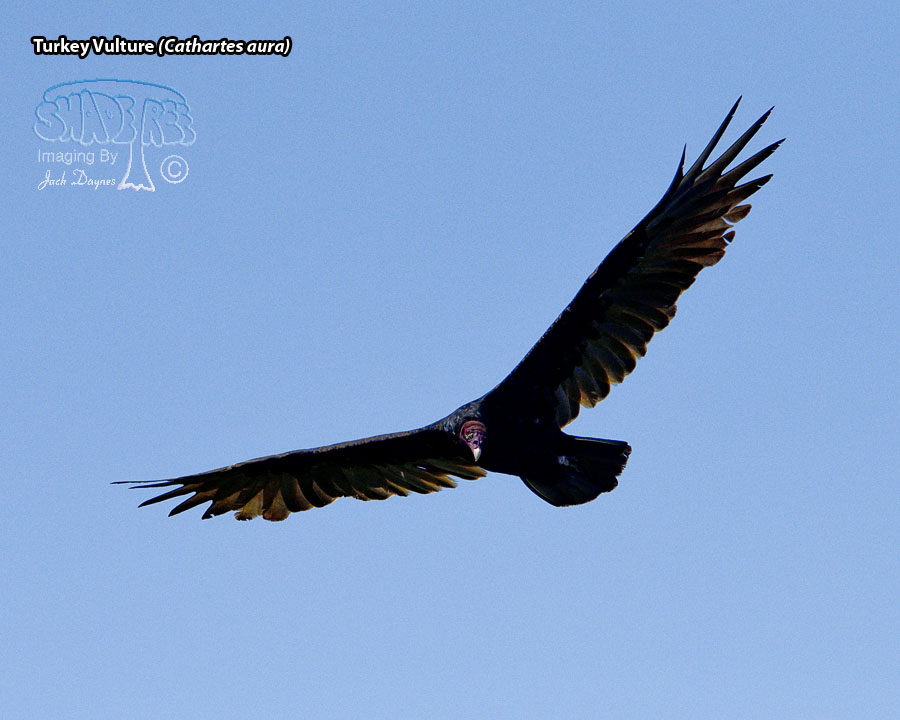 Turkey Vulture - Cathartes aura
