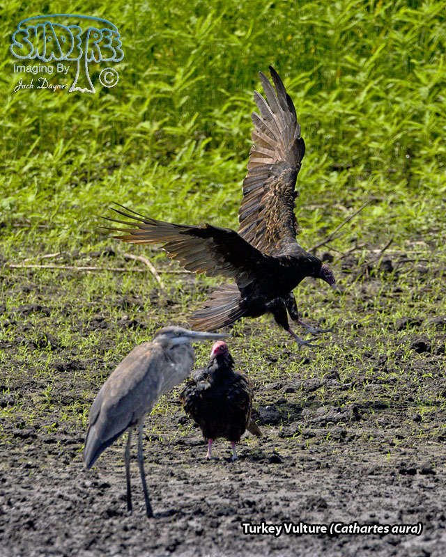 Turkey Vulture - Cathartes aura