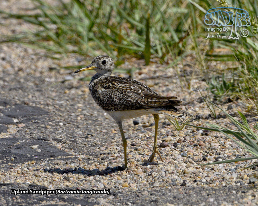 Upland Sandpiper - Bartramia longicauda
