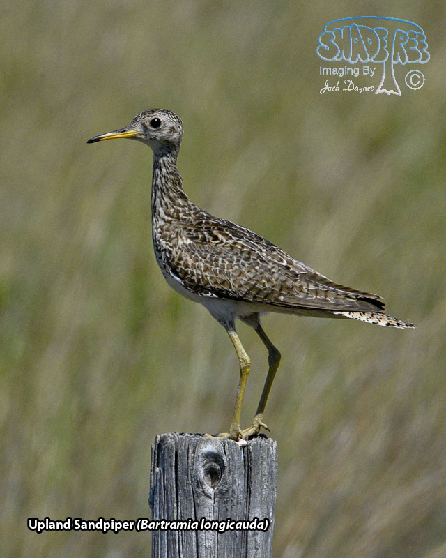 Upland Sandpiper - Bartramia longicauda