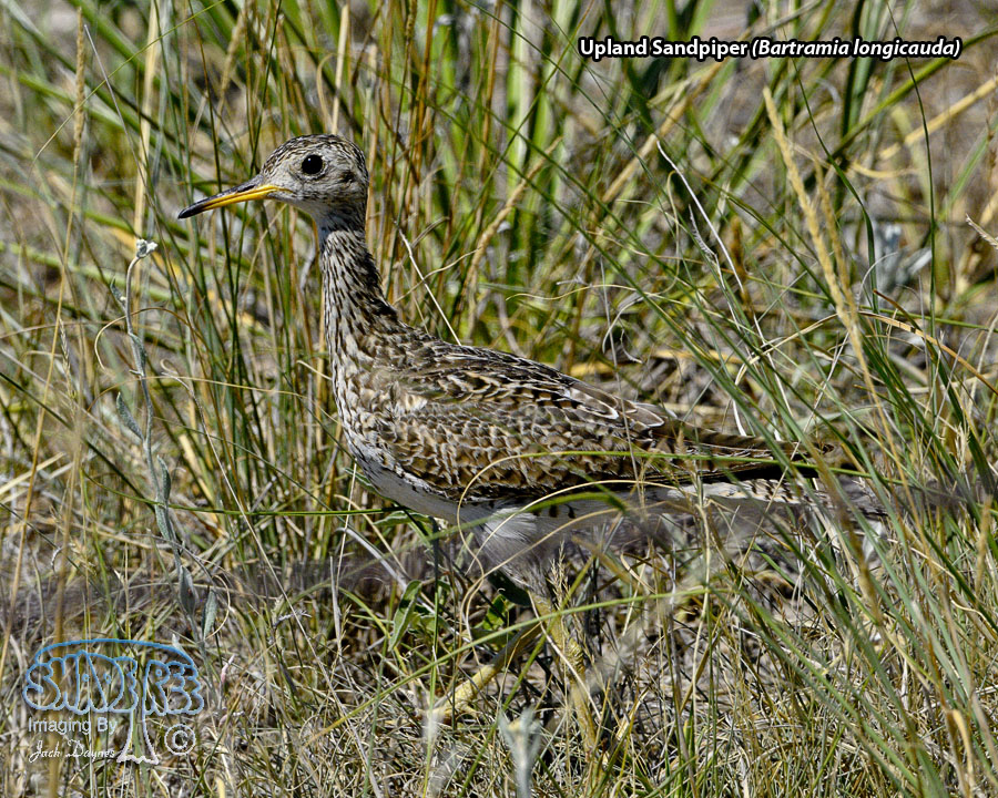 Upland Sandpiper - Bartramia longicauda