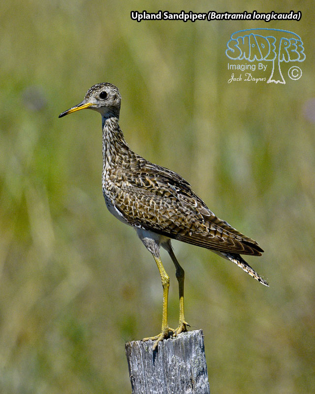 Upland Sandpiper - Bartramia longicauda