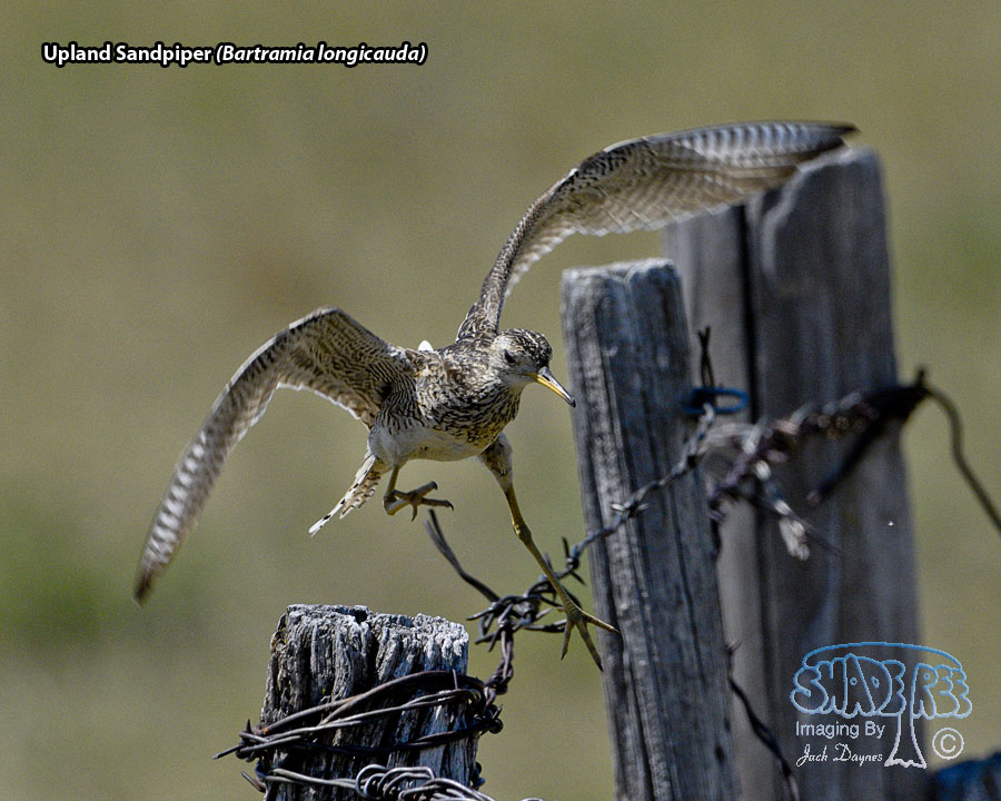 Upland Sandpiper - Bartramia longicauda