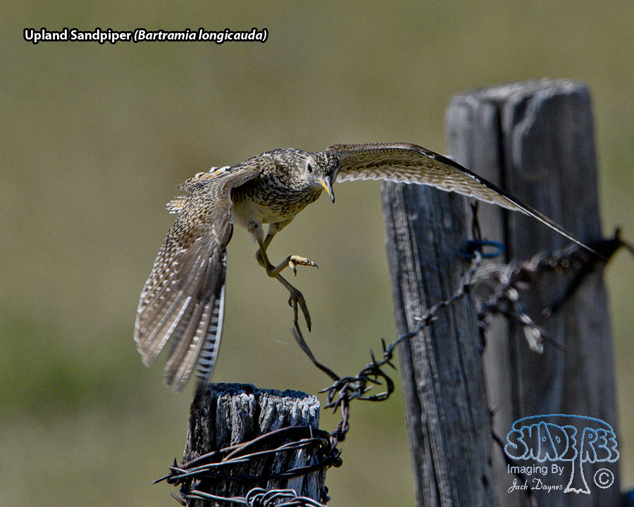 Upland Sandpiper - Bartramia longicauda