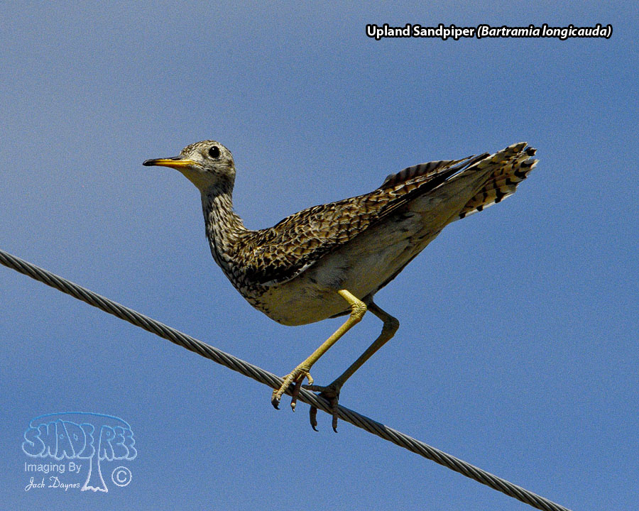 Upland Sandpiper - Bartramia longicauda