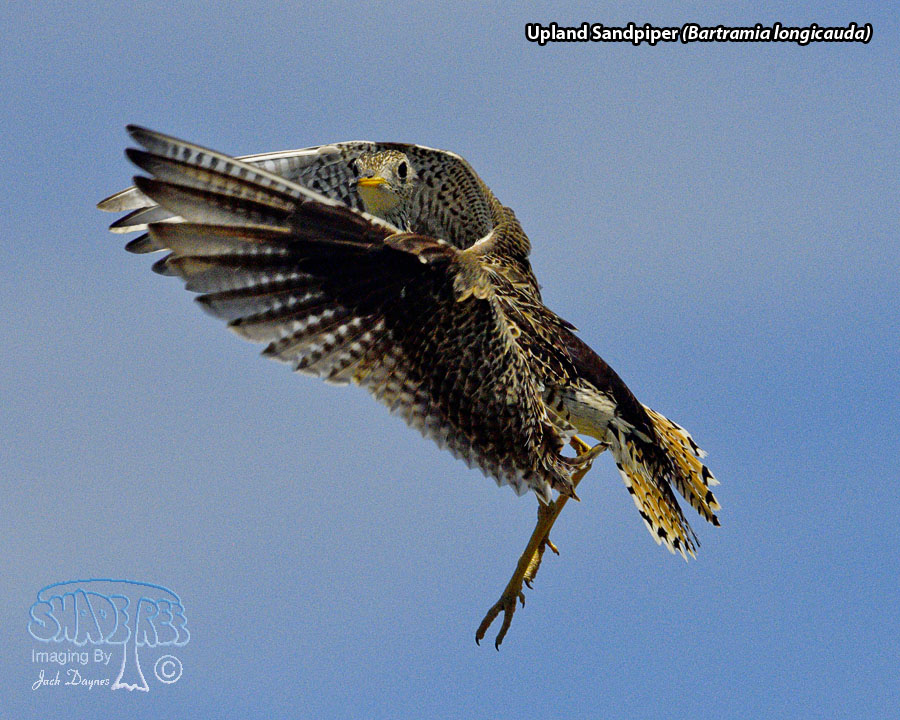 Upland Sandpiper - Bartramia longicauda