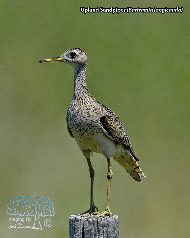 Upland Sandpiper - Bartramia longicauda