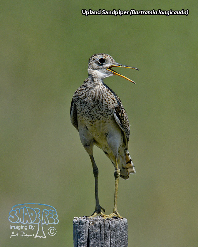 Upland Sandpiper - Bartramia longicauda