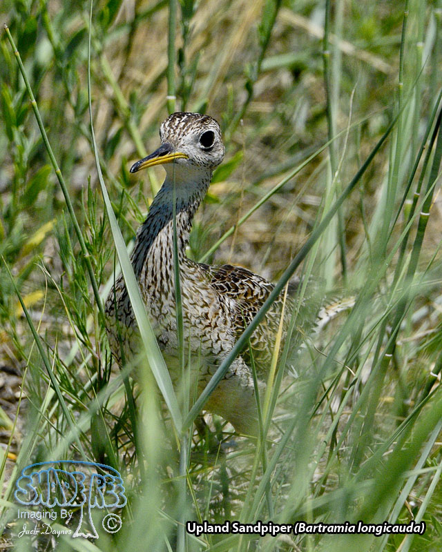 Upland Sandpiper - Bartramia longicauda