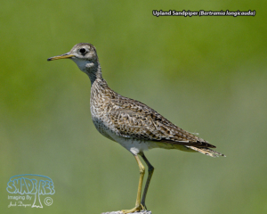 2022-07-21 Nebraska’s Sandhills