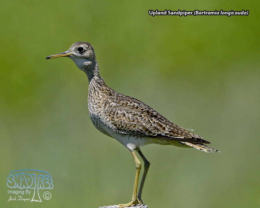 Upland Sandpiper - Bartramia longicauda