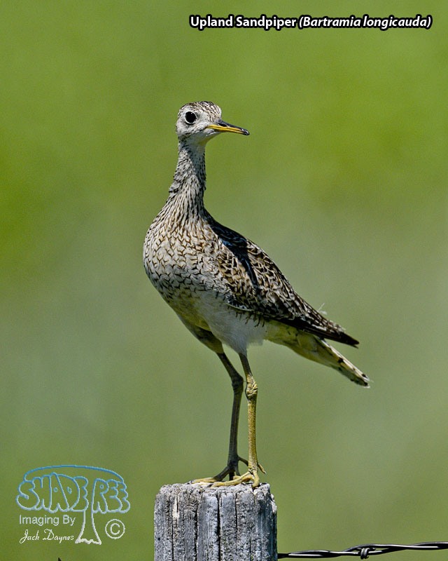 Upland Sandpiper - Bartramia longicauda