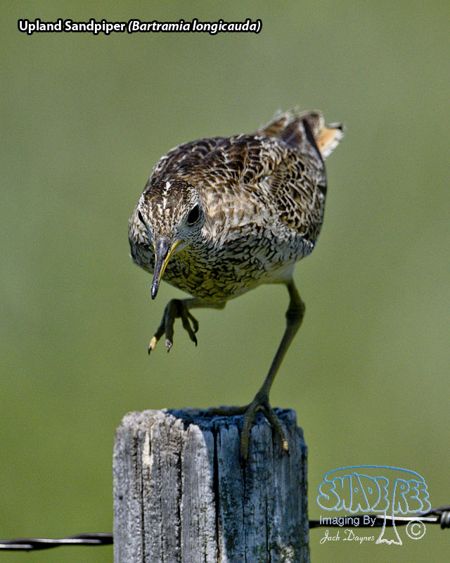 Upland Sandpiper - Bartramia longicauda