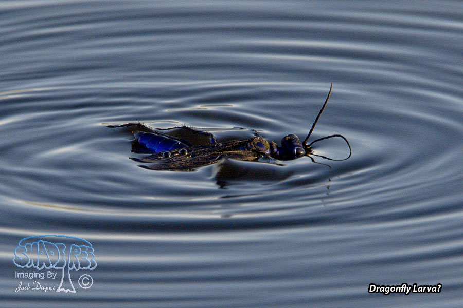 Water Bug - Unknown sp.
