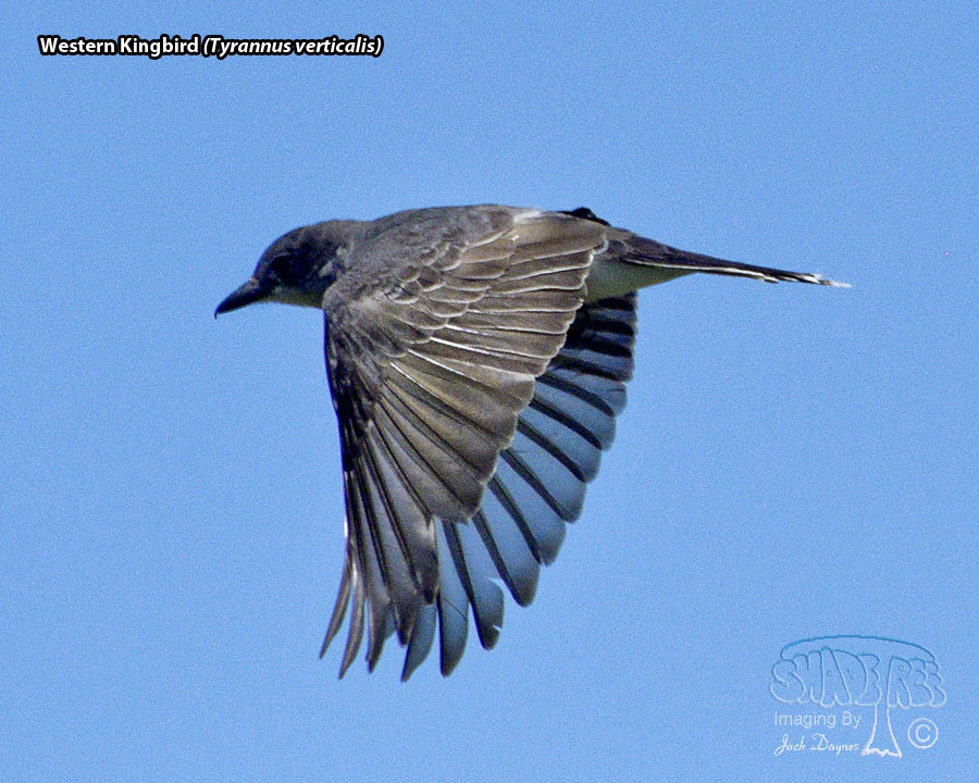 Western Kingbird - Tyrannus verticalis