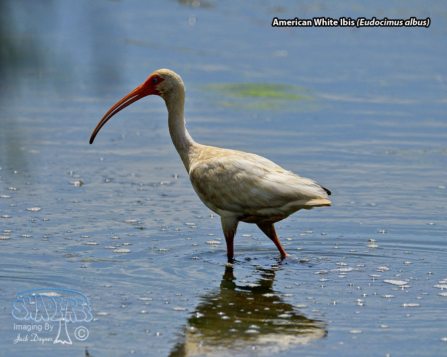 American White Ibis - Eudocimus albus