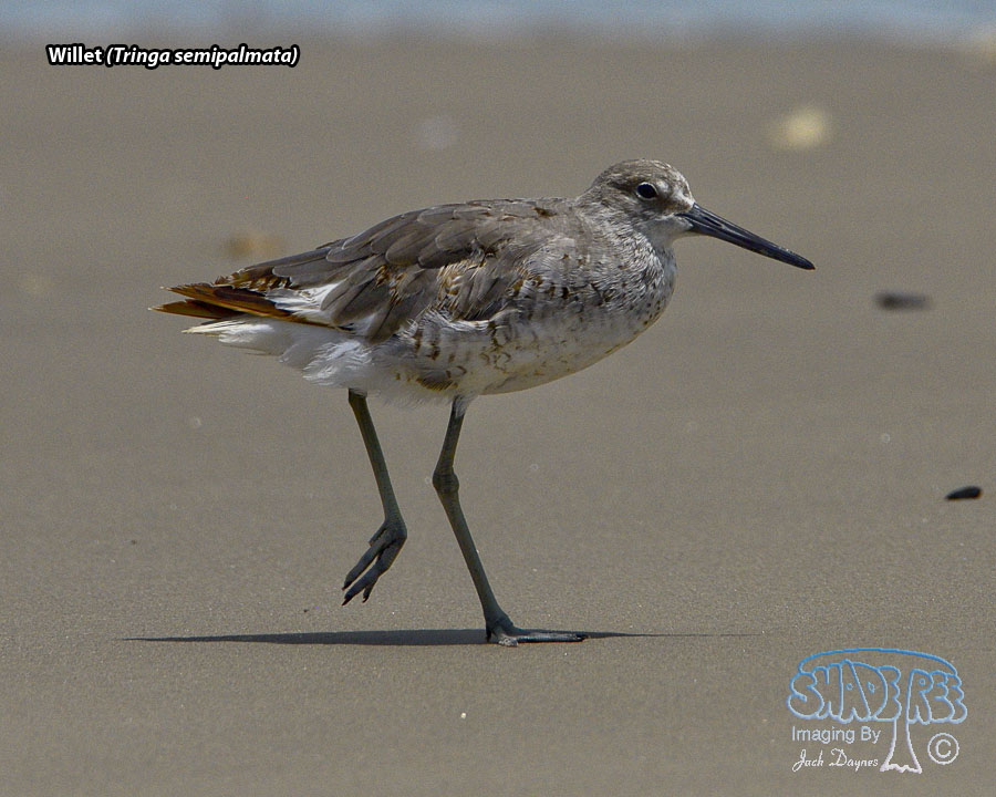 Willet - Tringa semipalmata