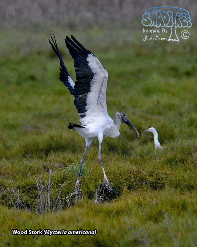 Wood Stork - Mycteria americana