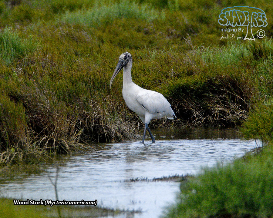 Wood Stork - Mycteria americana